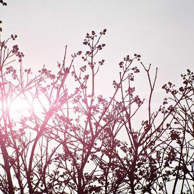 Mrs. Muriel Grady IV